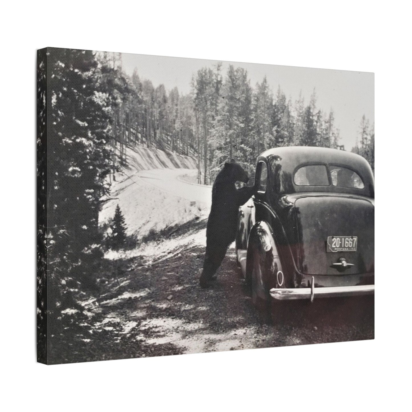 Yellowstone Bear Car Satin Canvas Stretched