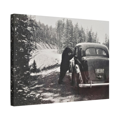 Yellowstone Bear Car Satin Canvas Stretched