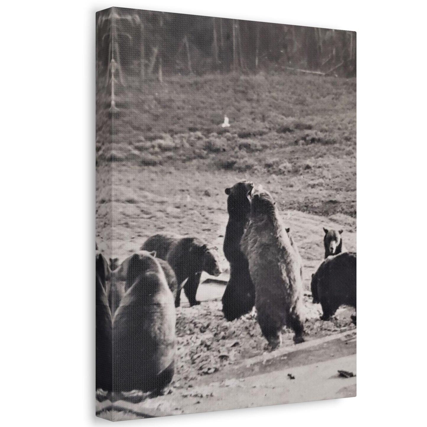 Yellowstone Grizzly Bears Stretched Canvas