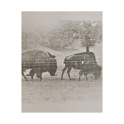 Buffalo at Redwood Falls Satin Canvas Stretched