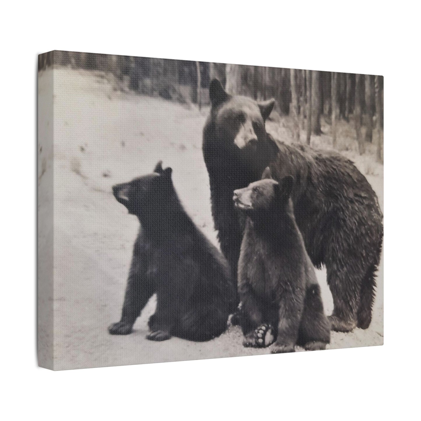 Yellowstone Black Bears Satin Canvas, Stretched