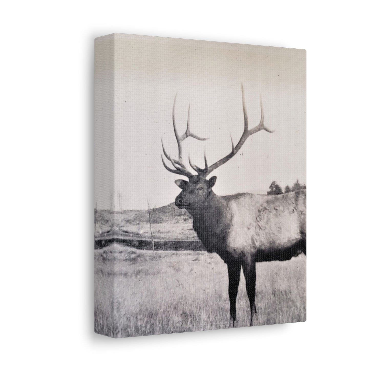 Yellowstone Bull Elk Stretched Canvas