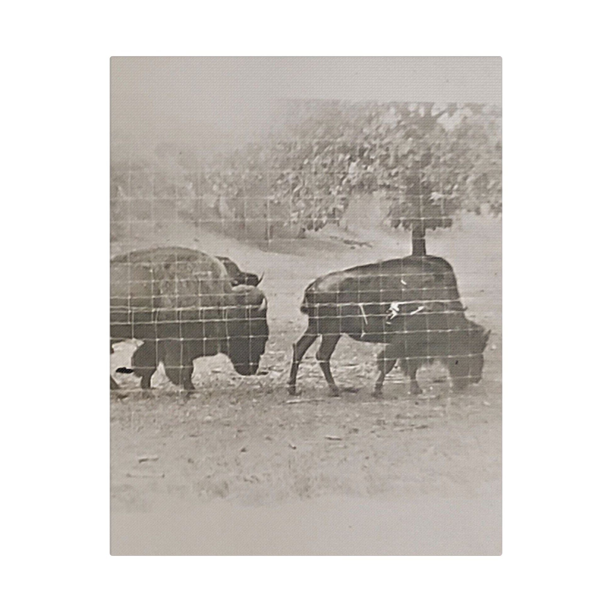 Buffalo at Redwood Falls Satin Canvas Stretched