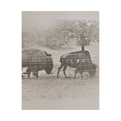 Buffalo at Redwood Falls Satin Canvas Stretched