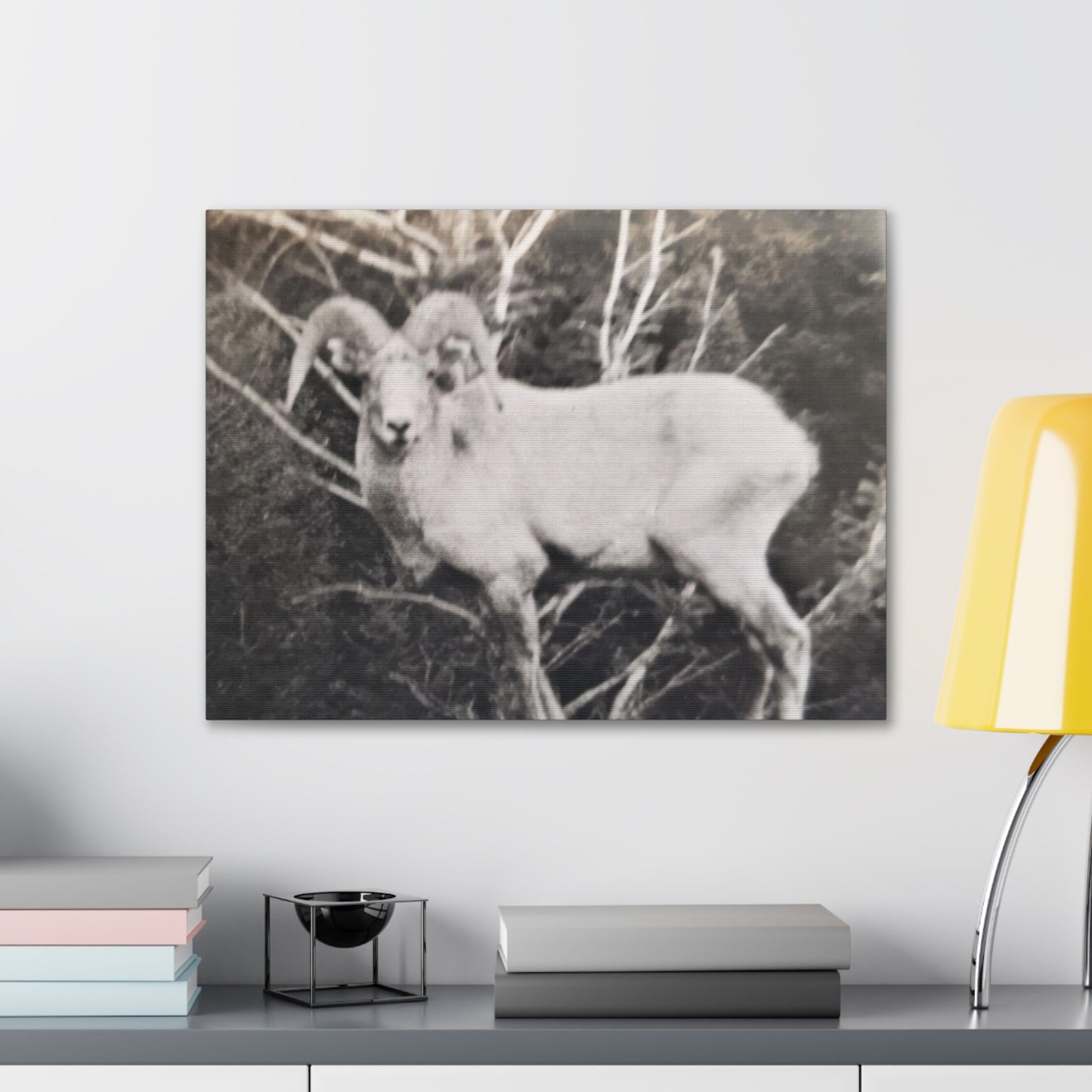 Yellowstone Big Horn Sheep Canvas Gallery Wraps