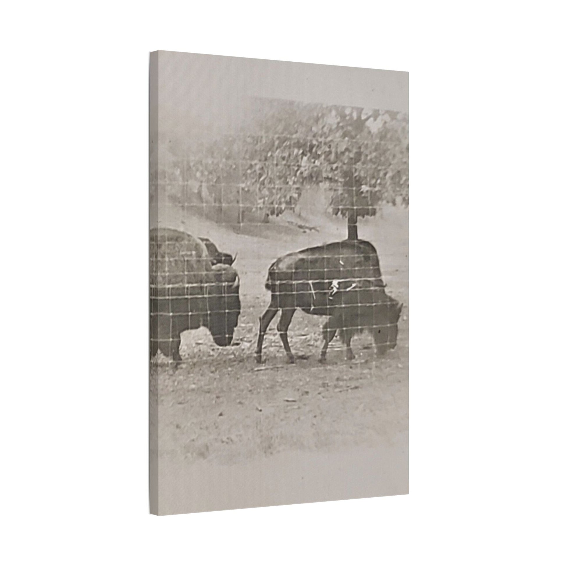 Buffalo at Redwood Falls Satin Canvas Stretched