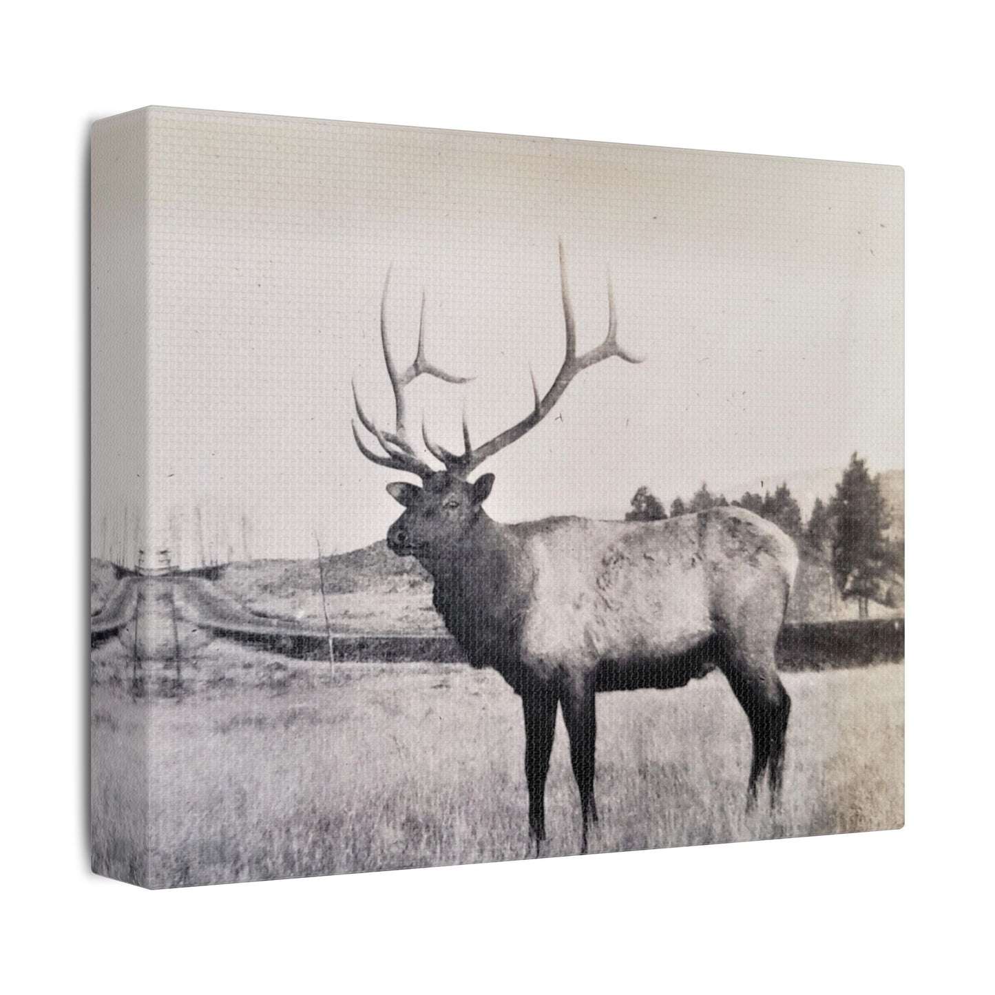 Yellowstone Bull Elk Satin Canvas, Stretched