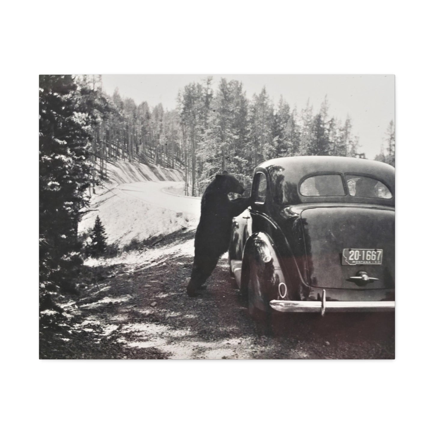 Yellowstone Bear Car Stretched Canvas