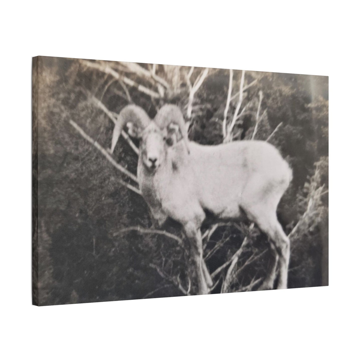 Yellowstone Big Horn Sheep Satin Canvas, Stretched