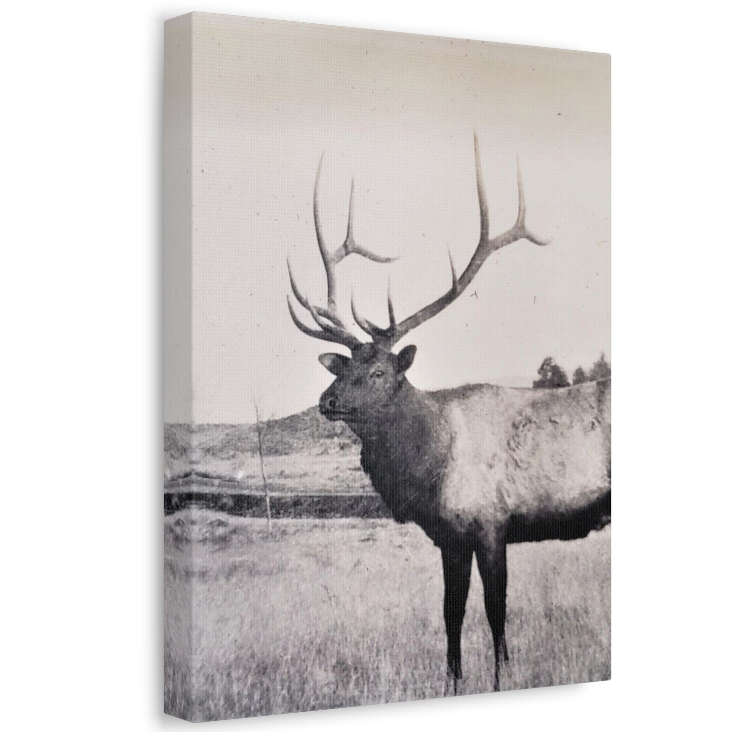 Yellowstone Bull Elk Stretched Canvas