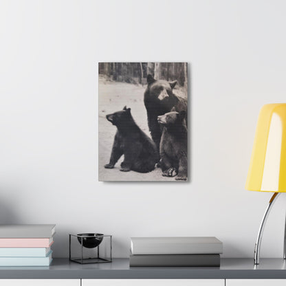 Yellowstone Black Bears Canvas Gallery Wraps 12″ x 16″ 1.25"