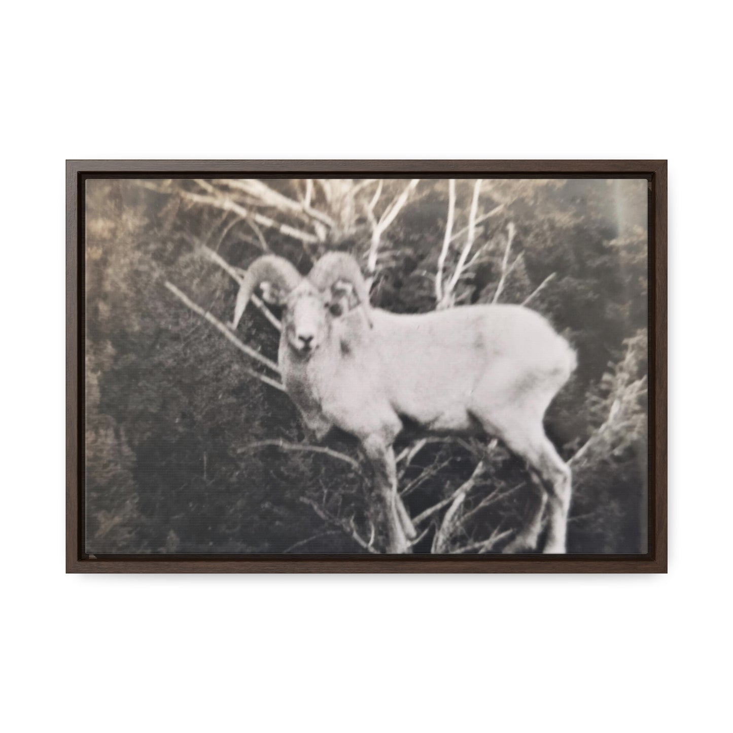 Yellowstone Big Horn Sheep Gallery Canvas Wraps, Horizontal Frame