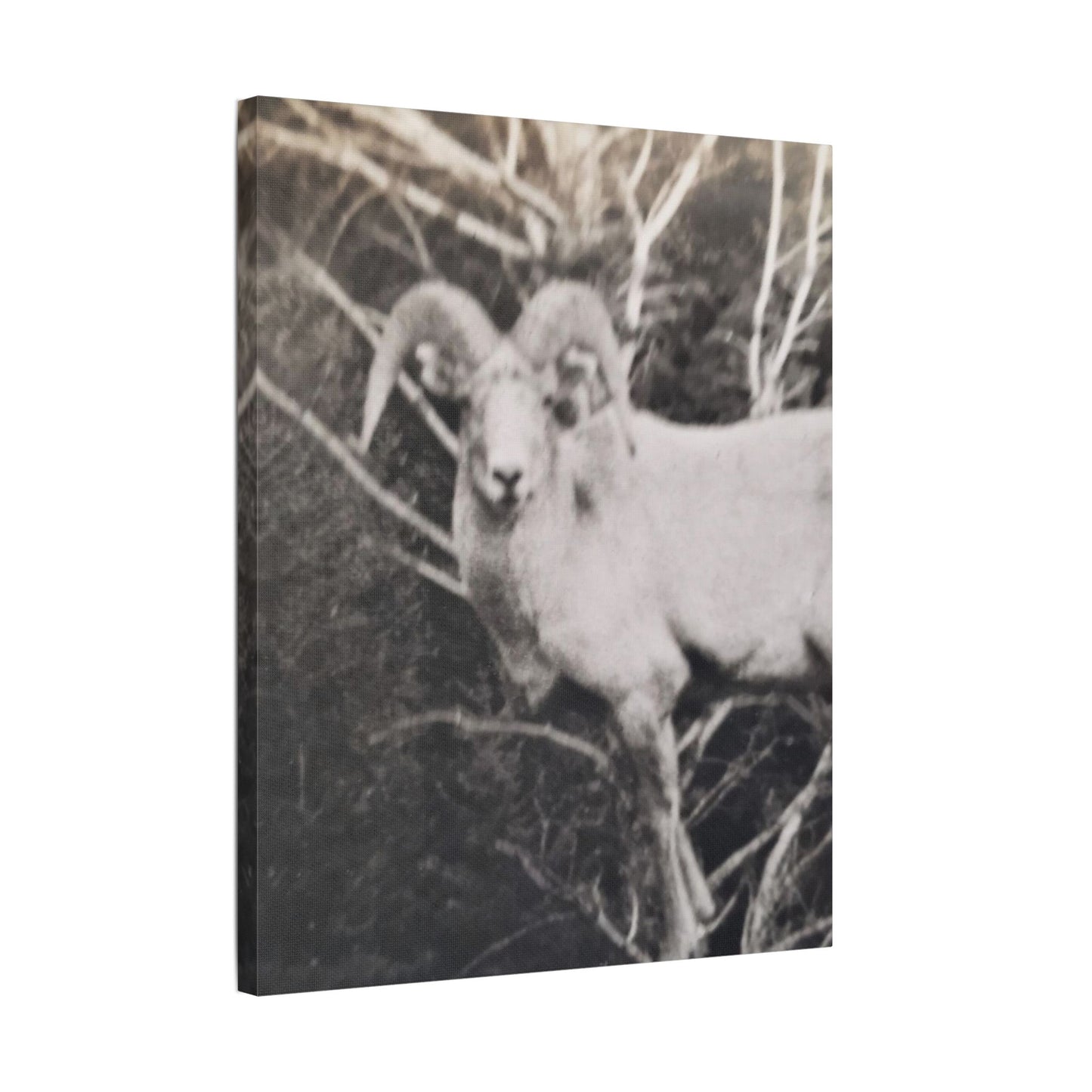 Yellowstone Big Horn Sheep Satin Canvas, Stretched