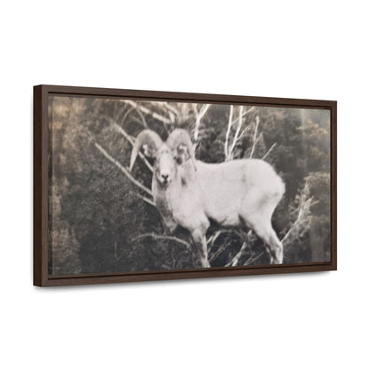 Yellowstone Big Horn Sheep Gallery Canvas Wraps, Horizontal Frame