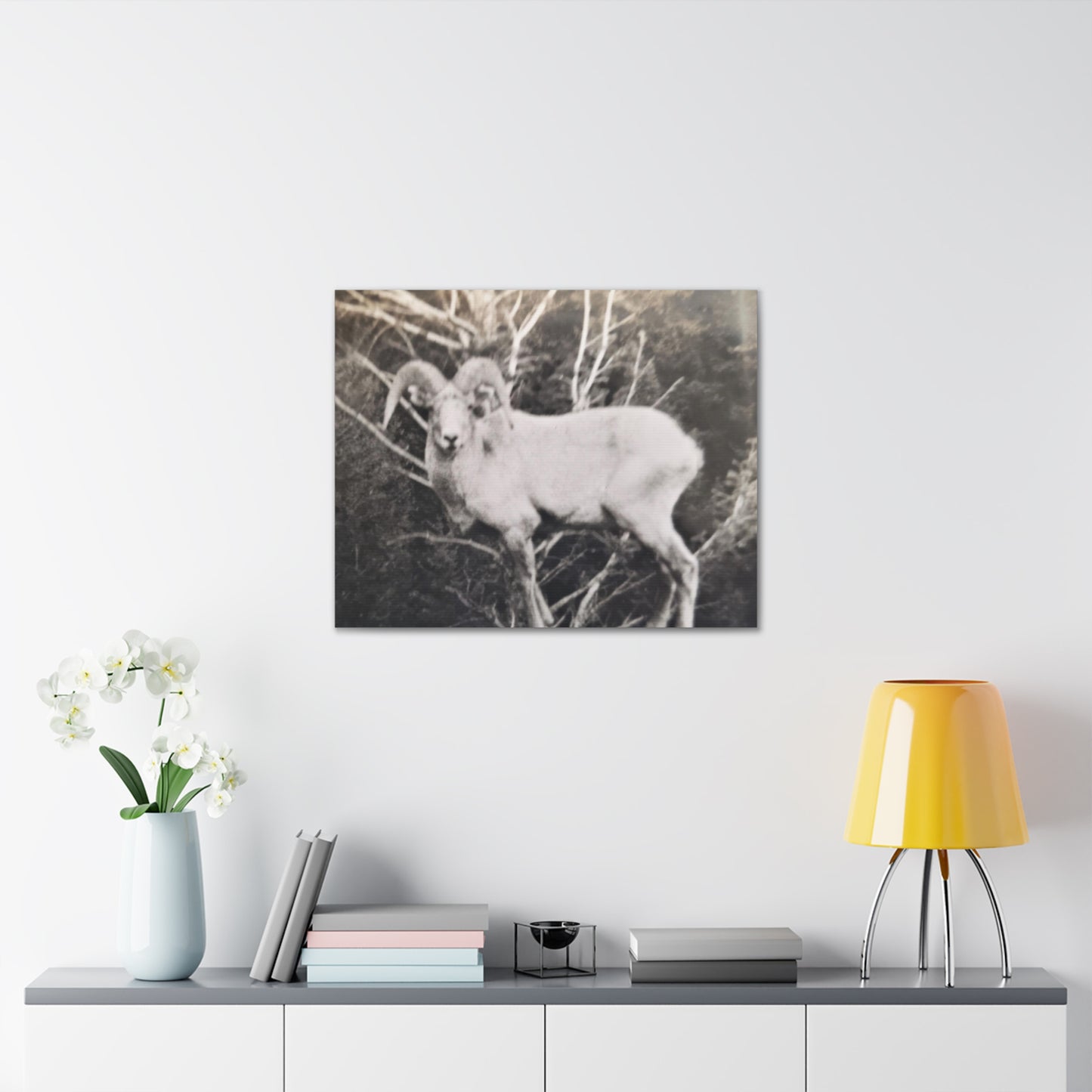 Yellowstone Big Horn Sheep Canvas Gallery Wraps