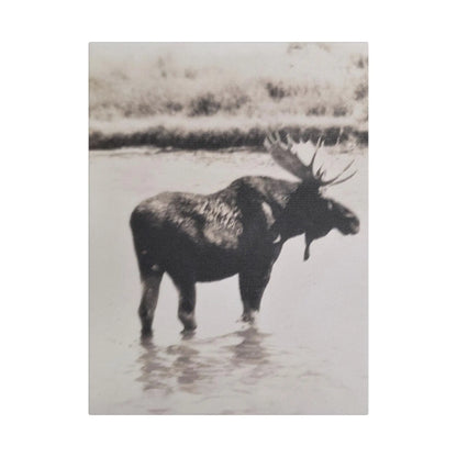 Yellowstone Bull Moose Satin Canvas, Stretched 12″ x 16″ (Vertical) 1.5"