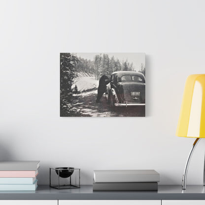 Yellowstone Bear Car Satin Canvas Stretched 16″ x 12″ (Horizontal) 1.5"