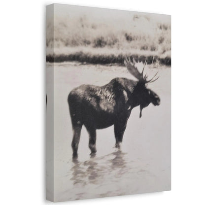 Yellowstone Bull Moose Stretched Canvas