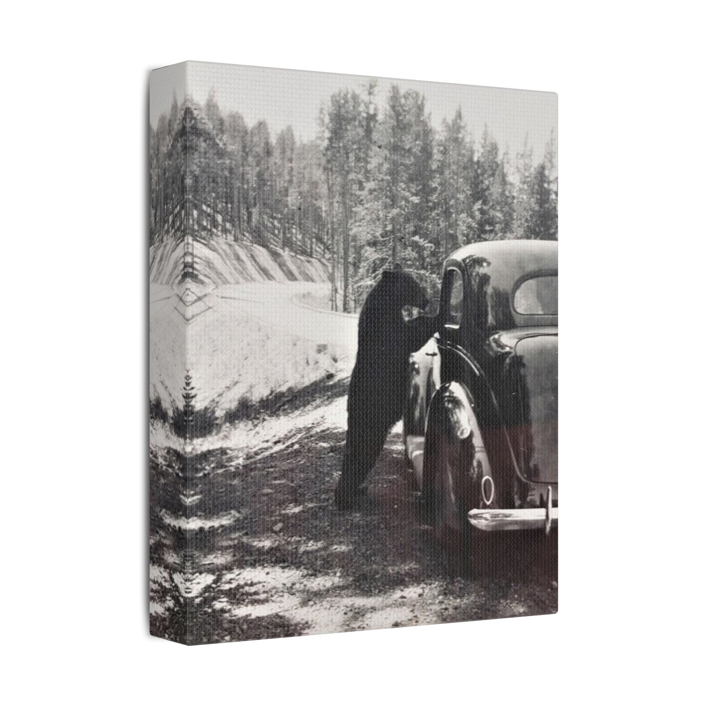 Yellowstone Bear Car Satin Canvas, Stretched