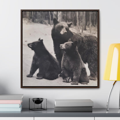 Yellowstone Black Bears Gallery Canvas Wraps Square Frame 30″ x 30″ Premium Gallery Wraps (1.25″) Walnut