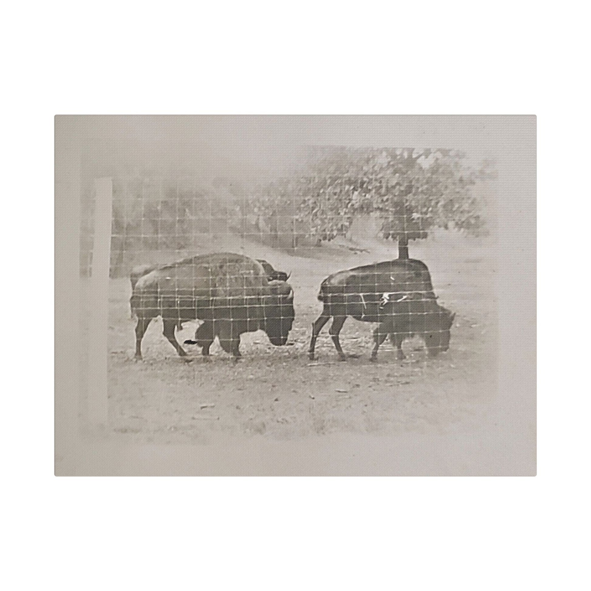 Buffalo at Redwood Falls Satin Canvas Stretched