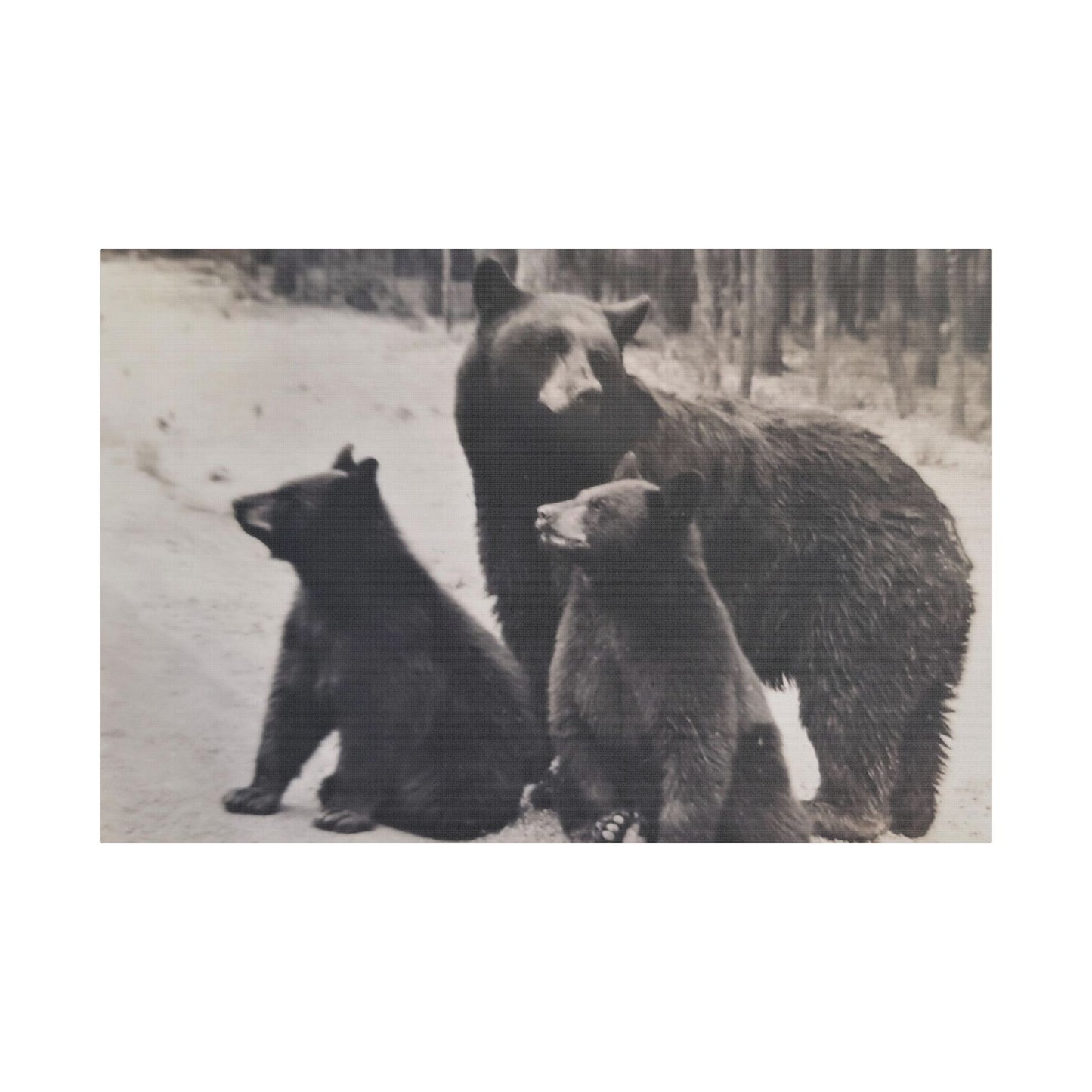 Yellowstone Black Bears Satin Canvas, Stretched