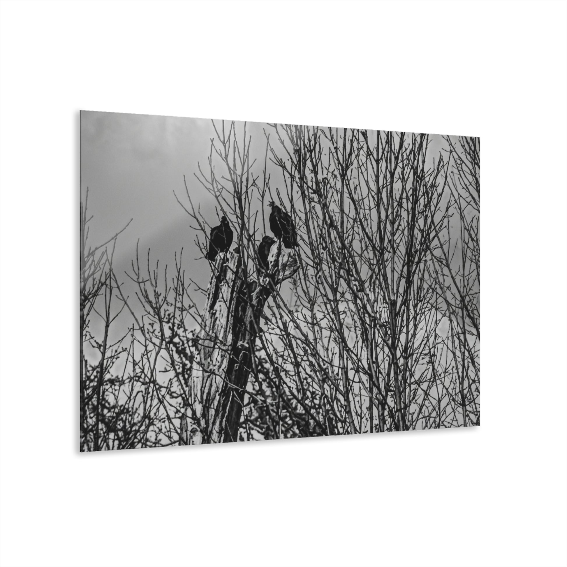 Black & White Buzzards in Winter Trees French Cleat Hanging - - Home Decor