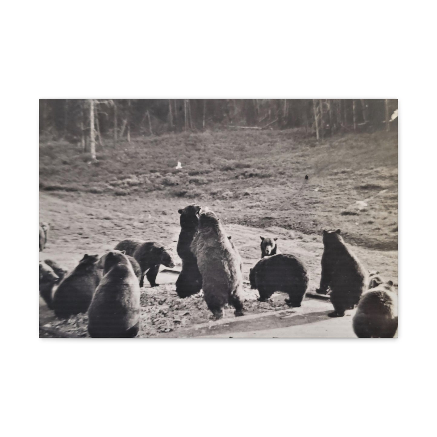 Yellowstone Grizzly Bears Canvas Gallery Wraps