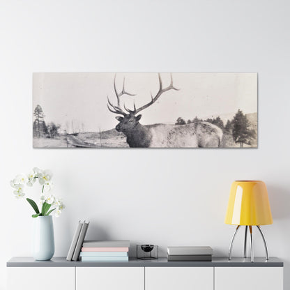 Yellowstone Bull Elk Canvas Gallery Wraps 60″ x 20″ 1.25"