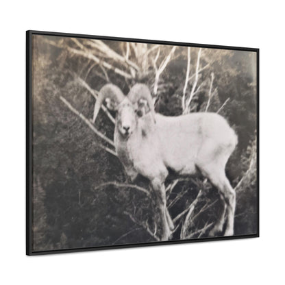 Yellowstone Big Horn Sheep Gallery Canvas Wraps, Horizontal Frame