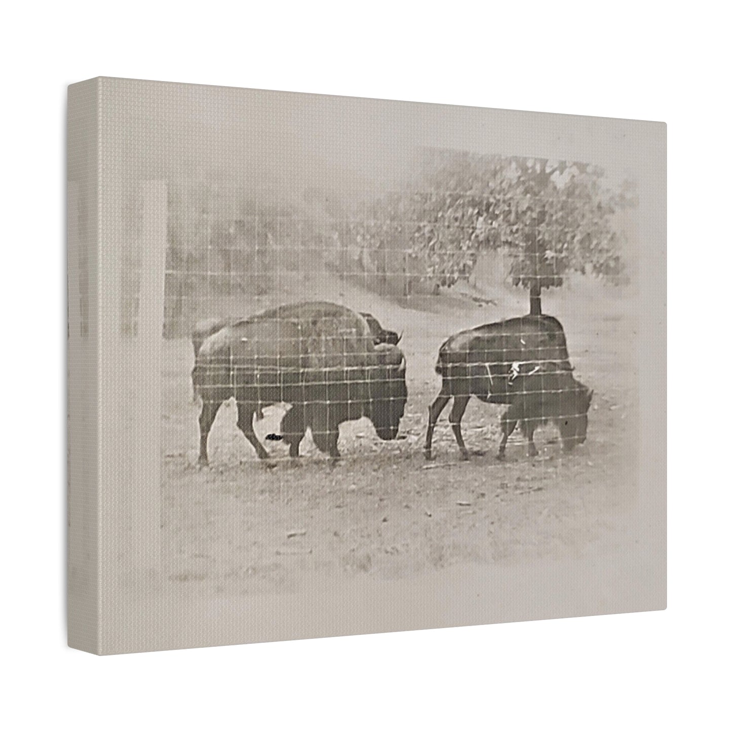 Buffalo at Redwood Falls Stretched Canvas