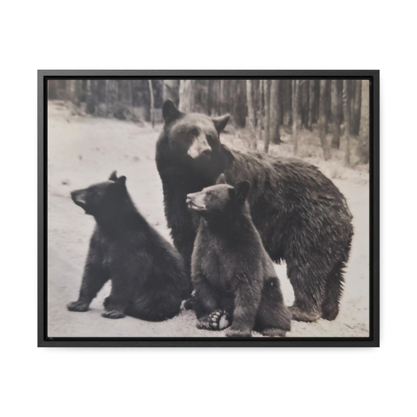 Yellowstone Black Bears Gallery Canvas Wraps, Horizontal Frame