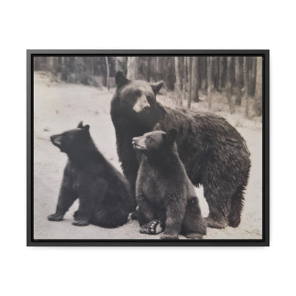 Yellowstone Black Bears Gallery Canvas Wraps