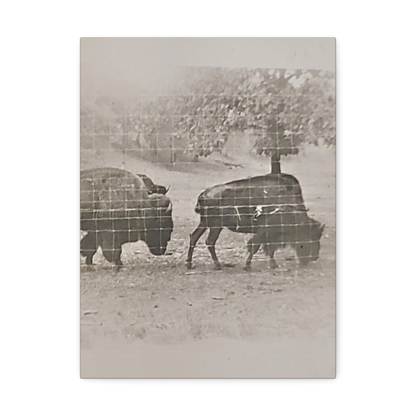 Buffalo at Redwood Falls Stretched Canvas