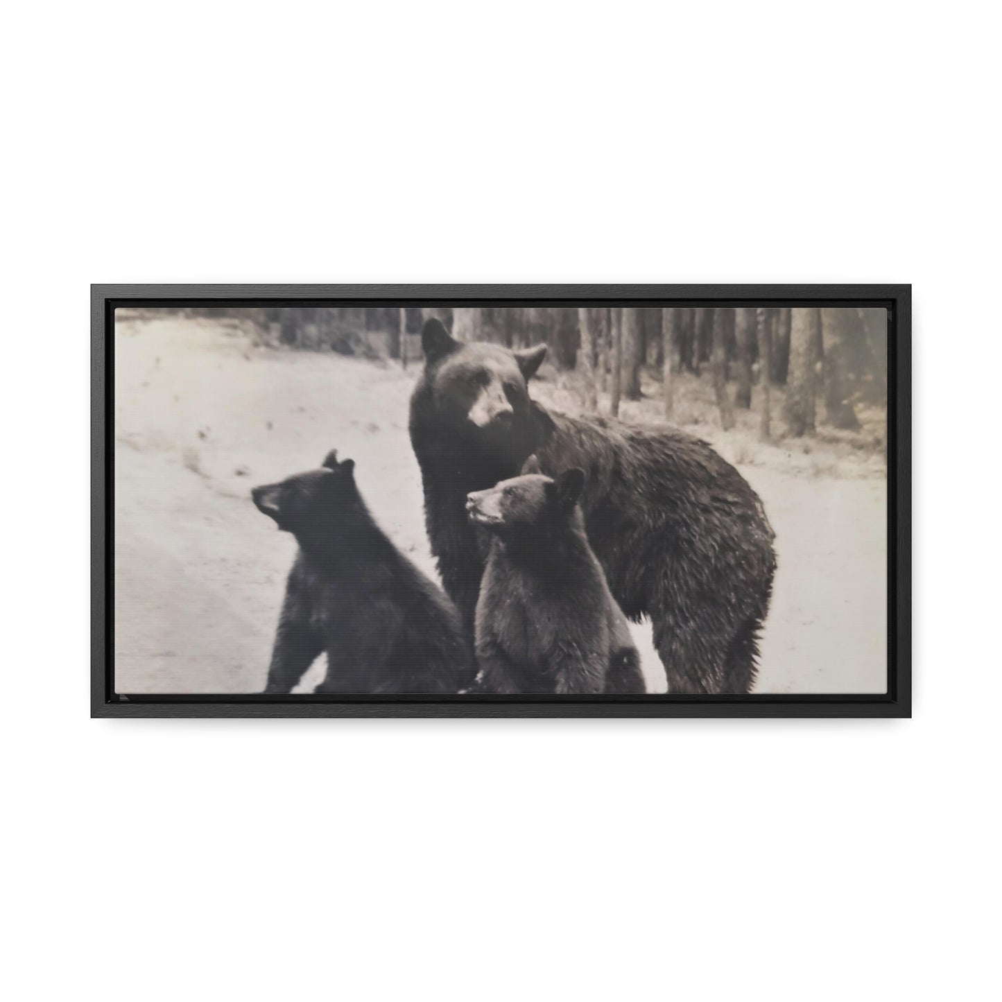 Yellowstone Black Bears Gallery Canvas Wraps, Horizontal Frame