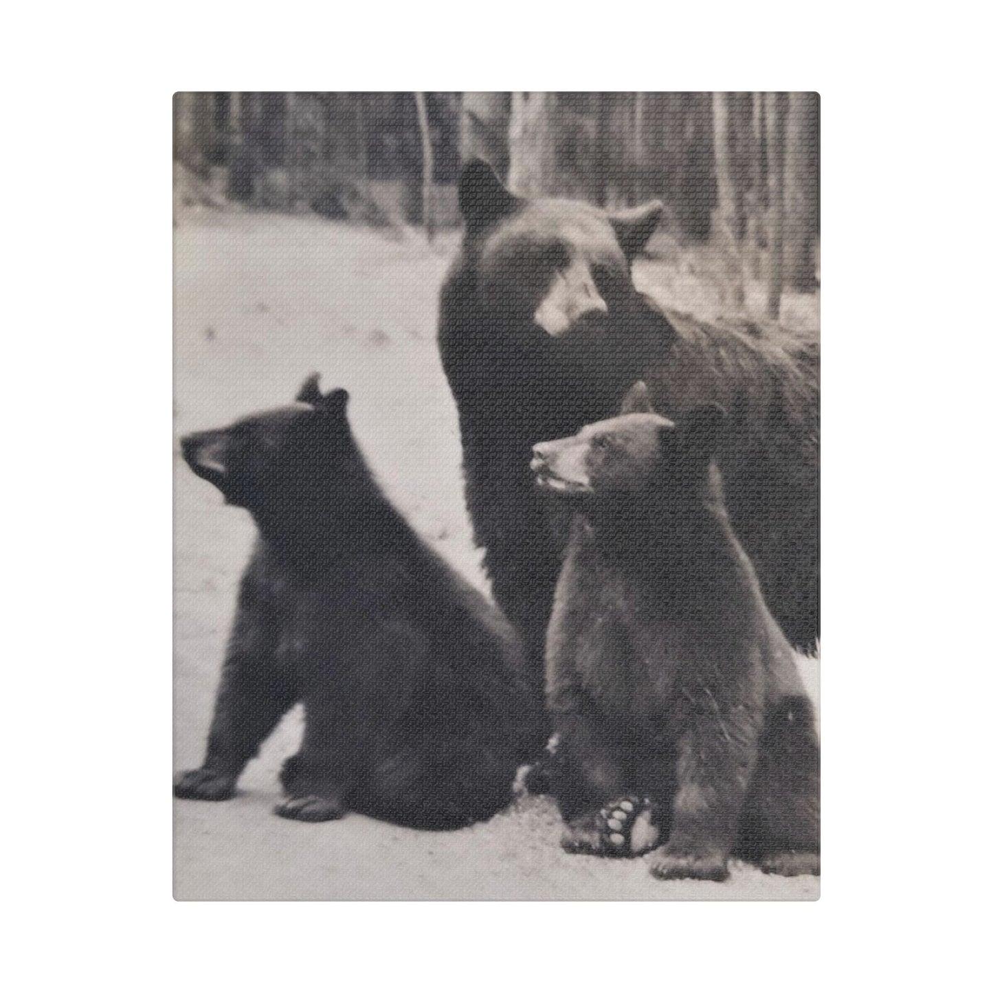 Yellowstone Black Bears Satin Canvas, Stretched