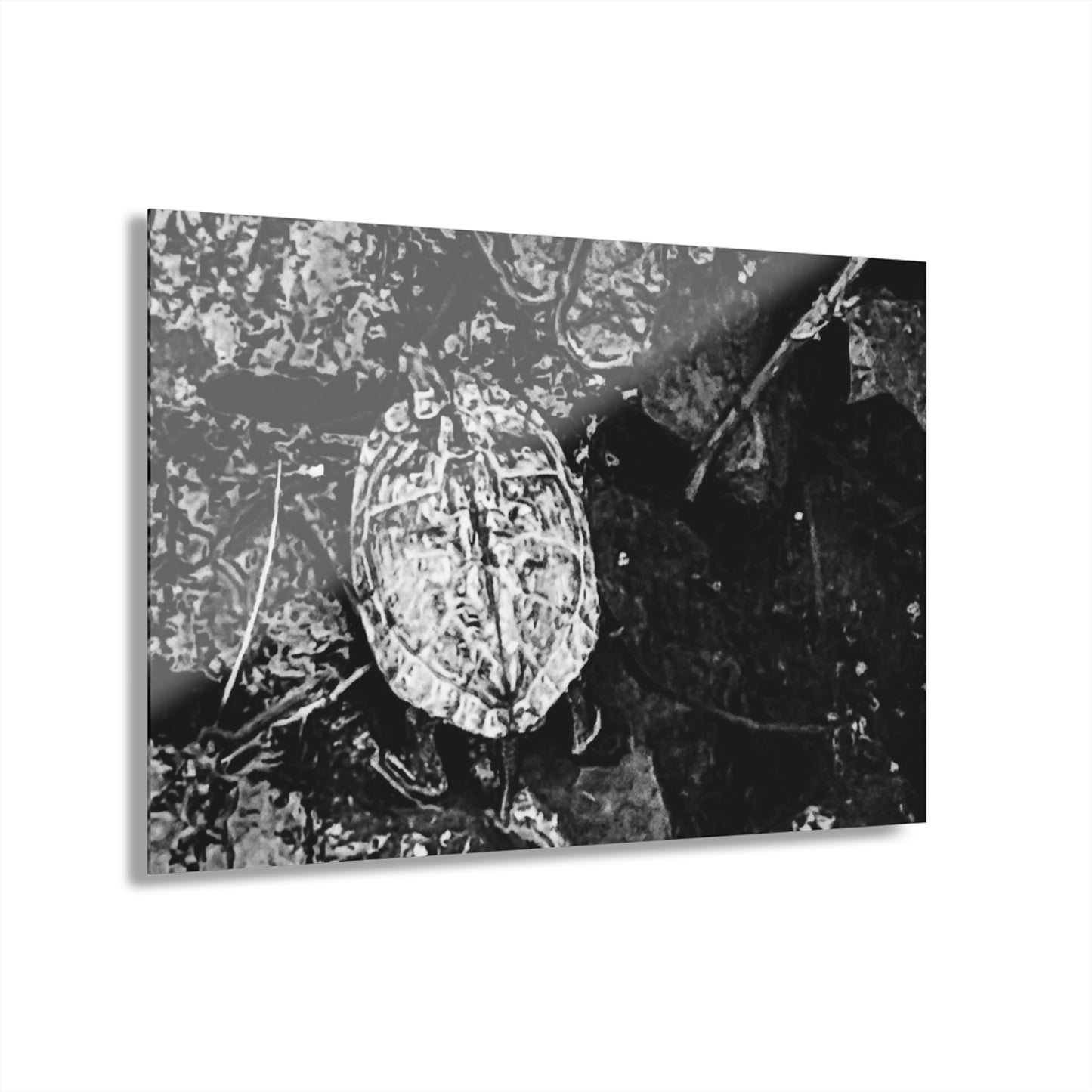 Black & White Turtle Macro Acrylic Print — Modern Nature Wall Art French Cleat Hanging - 30″ x 20″ (Horizontal) 0.25'' - Home Decor
