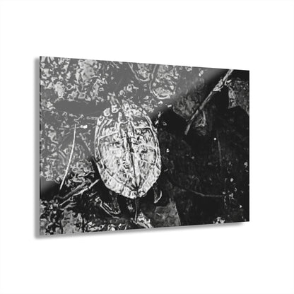 Black & White Turtle Macro Acrylic Print — Modern Nature Wall Art French Cleat Hanging - 30″ x 20″ (Horizontal) 0.25'' - Home Decor
