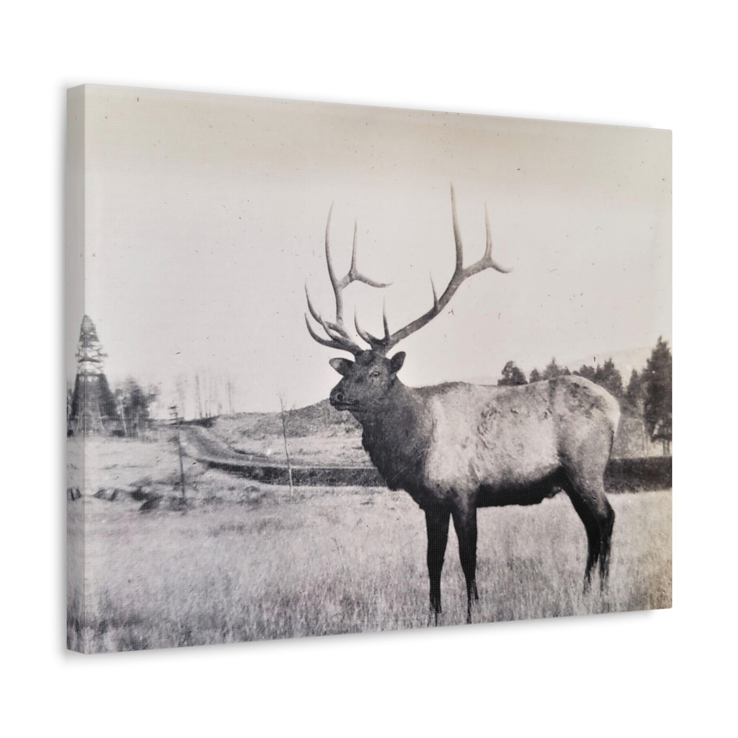 Yellowstone Bull Elk Stretched Canvas