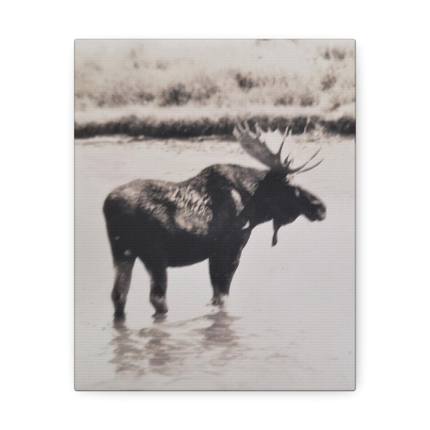 Yellowstone Bull Moose Stretched Canvas