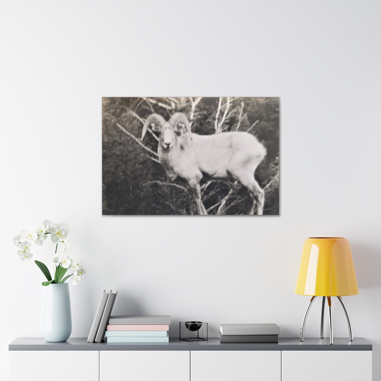 Yellowstone Big Horn Sheep Canvas Gallery Wraps