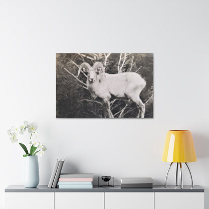 Yellowstone Big Horn Sheep Canvas Gallery Wraps 36" x 24" 1.25"