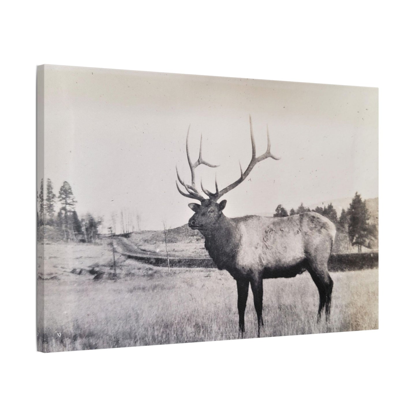 Yellowstone Bull Elk Satin Canvas, Stretched