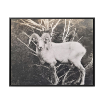 Yellowstone Big Horn Sheep Gallery Canvas Wraps, Horizontal Frame