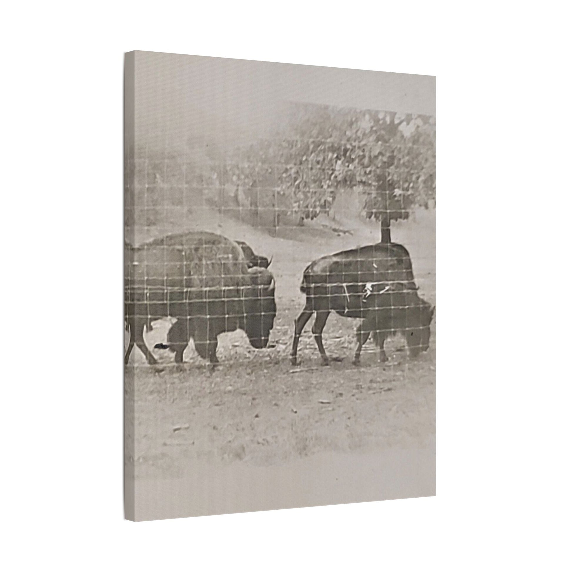 Buffalo at Redwood Falls Satin Canvas Stretched