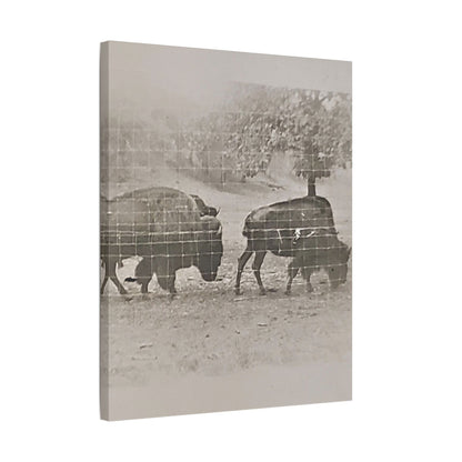 Buffalo at Redwood Falls Satin Canvas Stretched