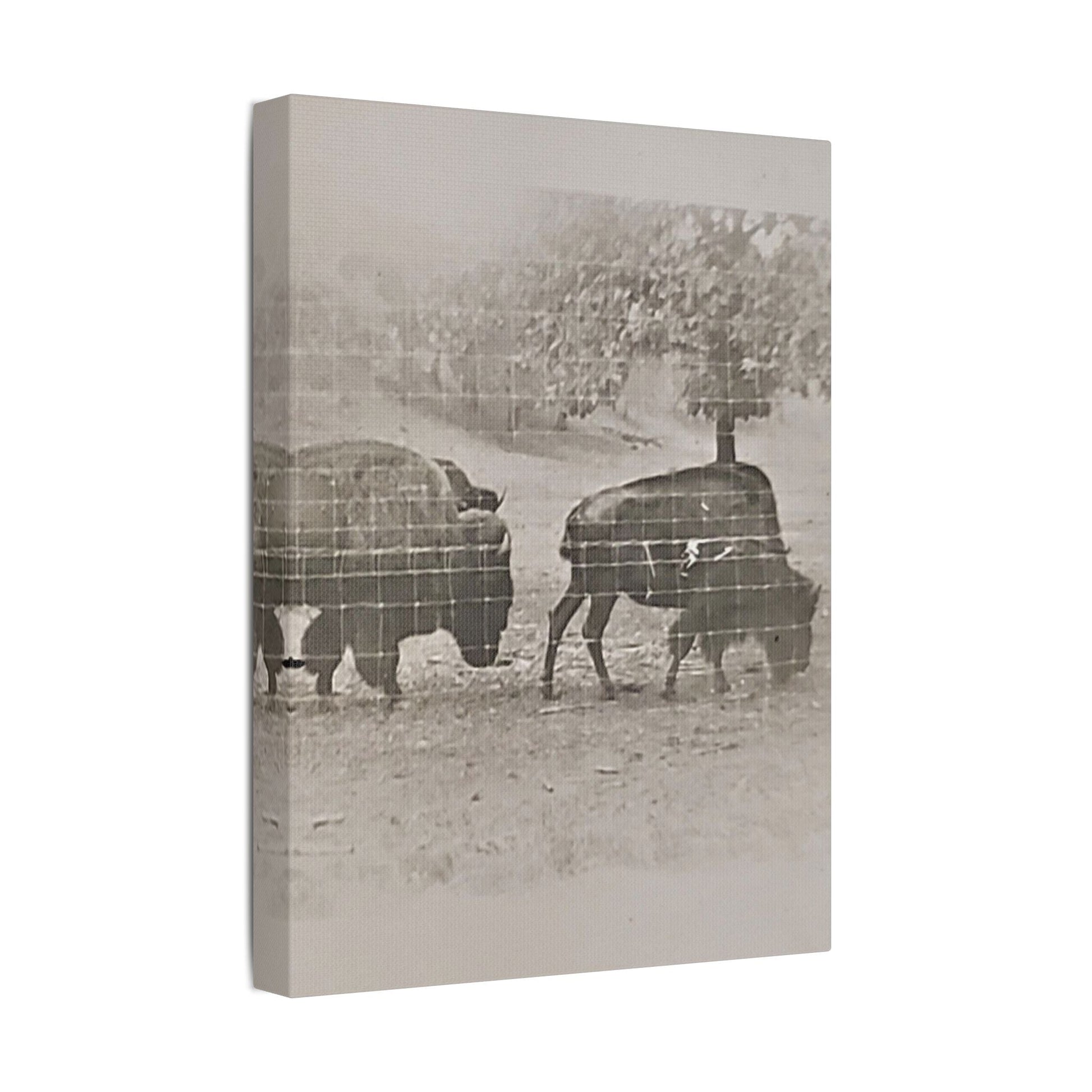 Buffalo at Redwood Falls Satin Canvas Stretched