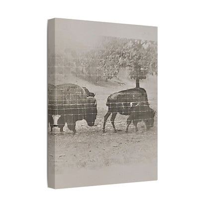 Buffalo at Redwood Falls Satin Canvas Stretched