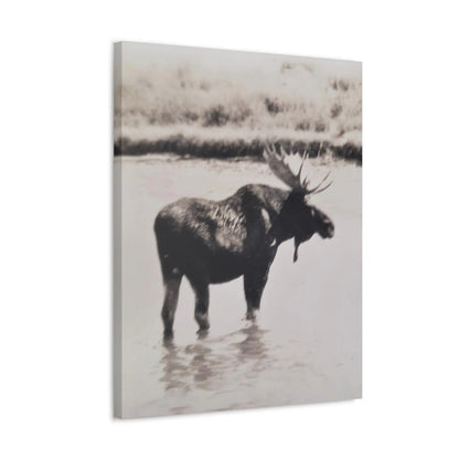 Yellowstone Bull Moose Stretched Canvas