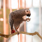 Wooden Bird Perch - Wooden - pet